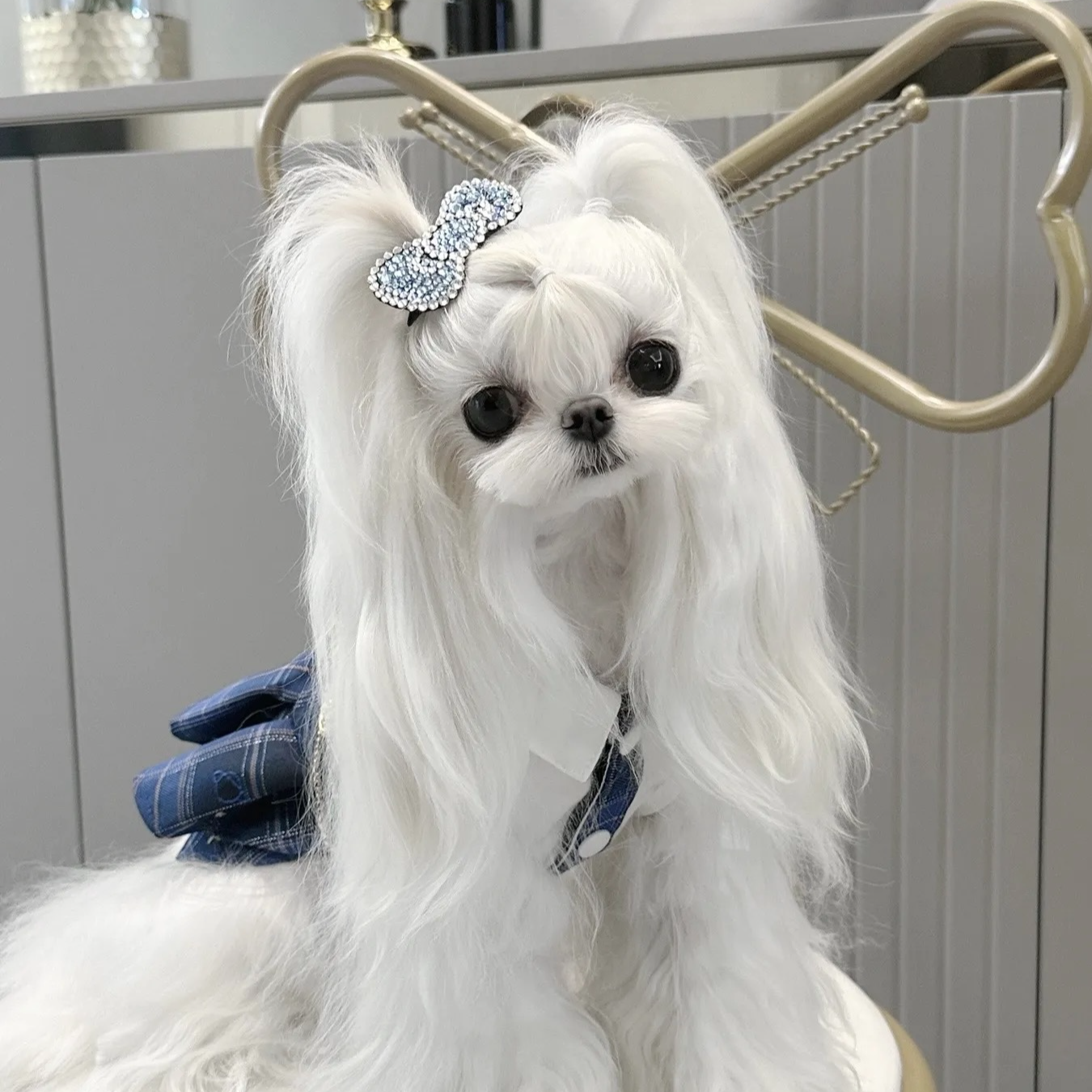 【小溪家西施犬】精品狗狗