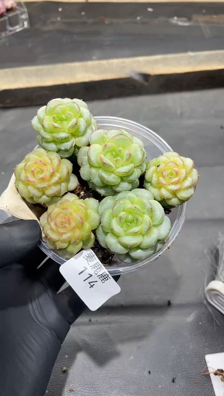 114玉青       量拍