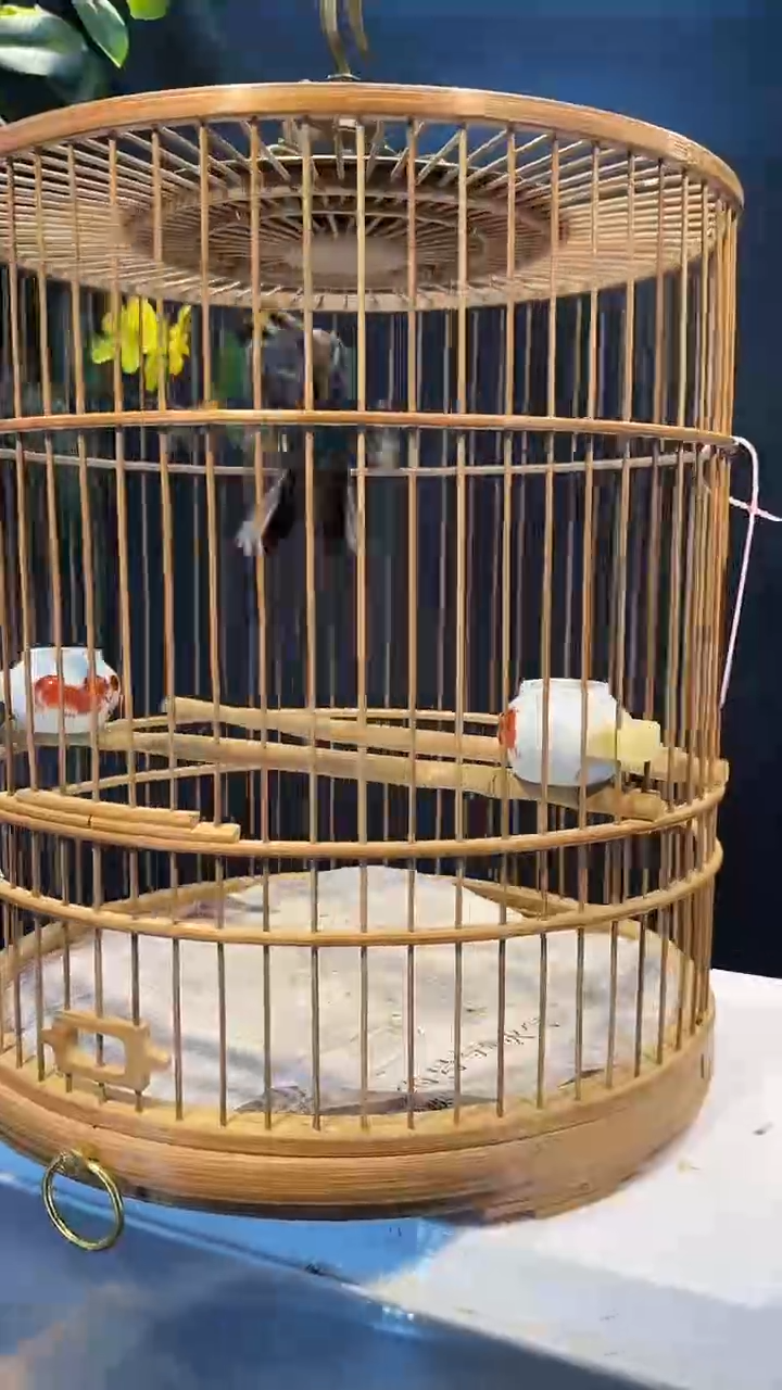 49号  虎头凤养笼  0元起拍