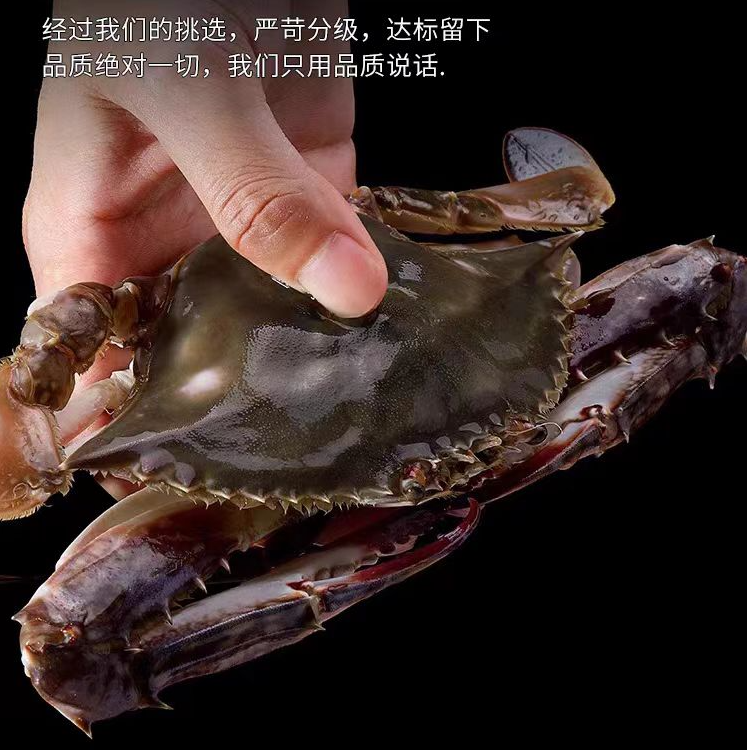 【公的，中大号，大连海鲜】【保鲜不保活】不保腿甲全，2斤起2-7两/只