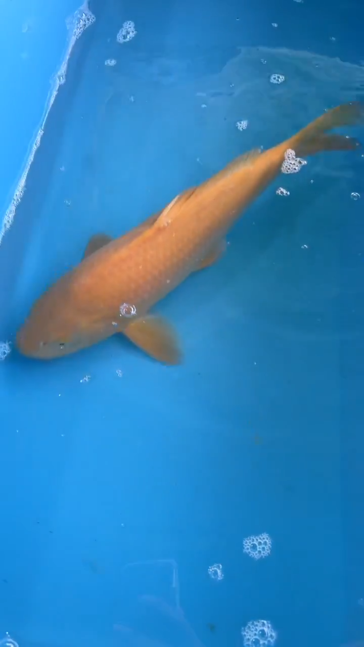 锦鲤太饱锦鲤36cm-48cm不包邮到付具体尺寸和品类以直播间为准