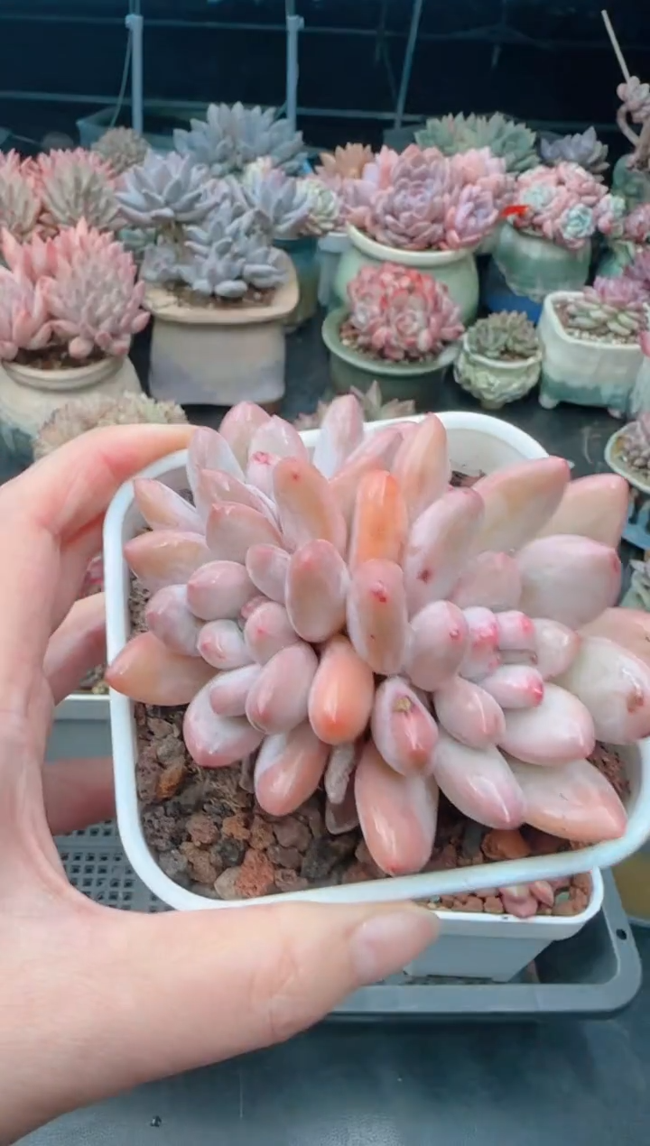 【闪购商品】6915.