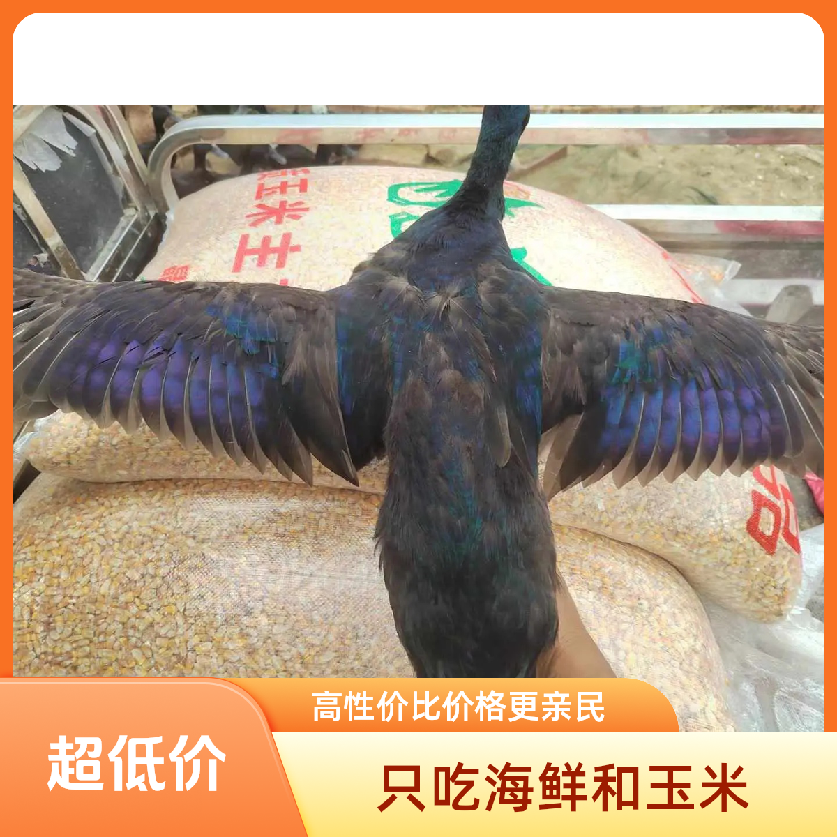 北海七彩鸭，京东包邮