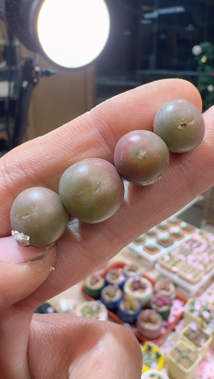 226多肉植物肉锥红嘴*吕毛杂交一颗