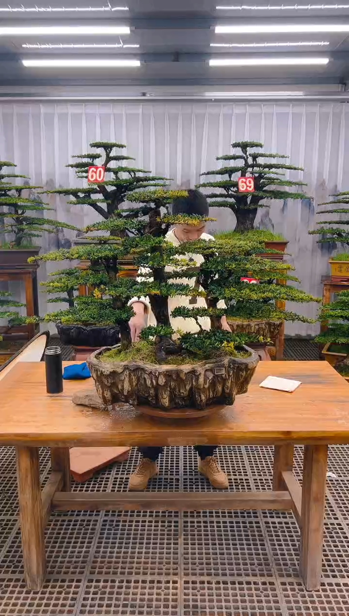 【闪购商品】紫砂精品盆景直播间一物一拍