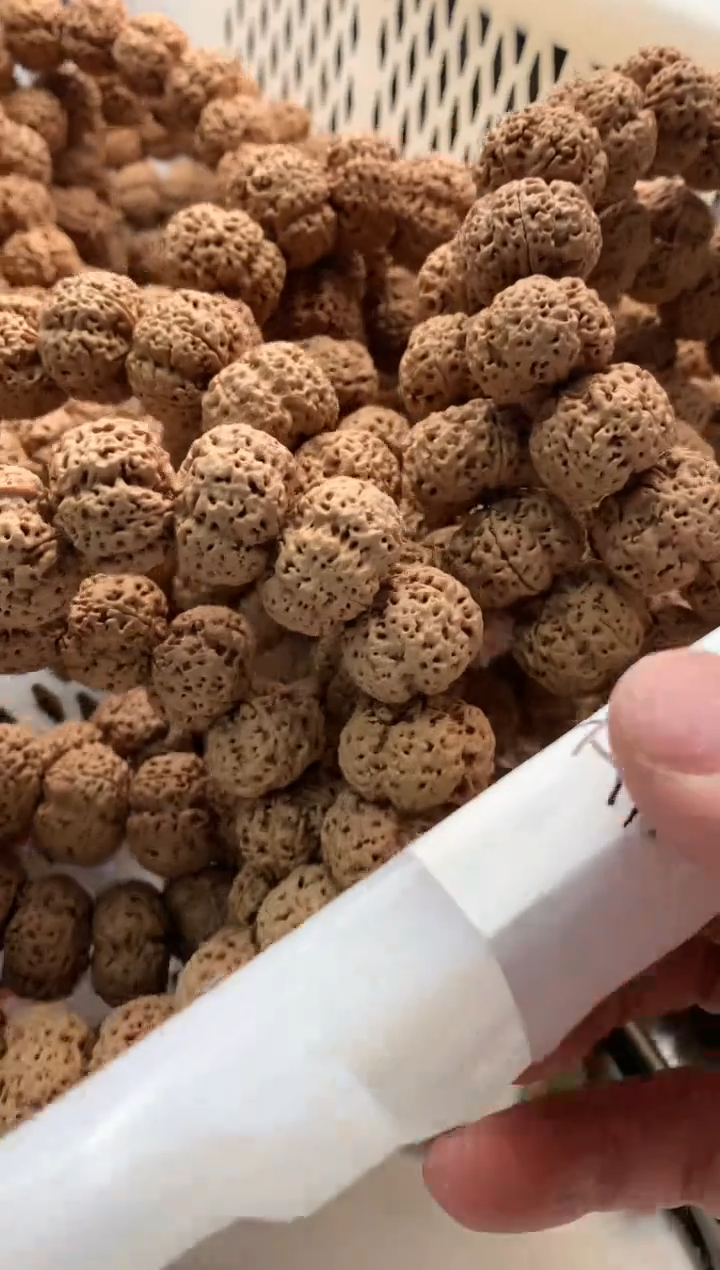 【闪购商品】金刚菩提吊坠2544444444