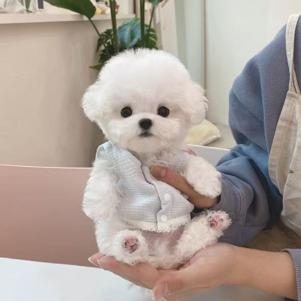 新（西安宠淘淘)T狗狗活体