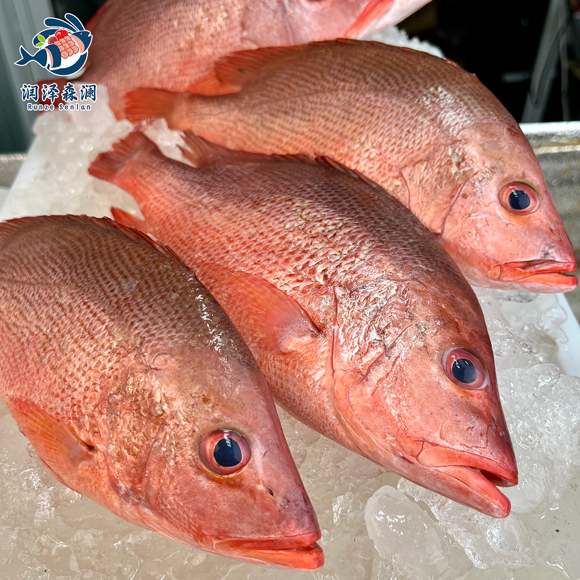 「潮丰源水产」深海红鲷鱼红鸡鱼