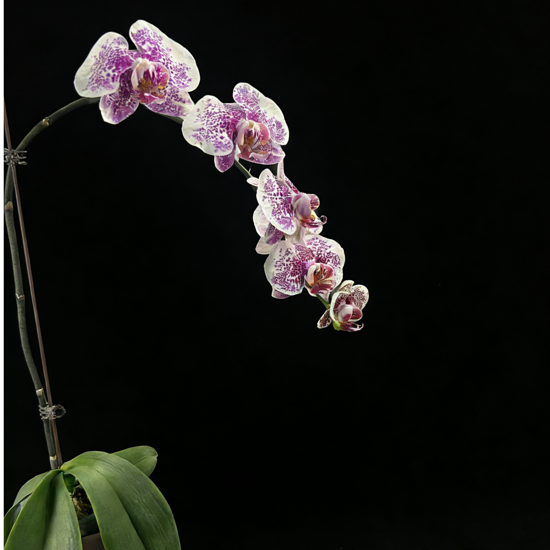 黑马花业（龙枫树叶）3.0寸杯全花发货