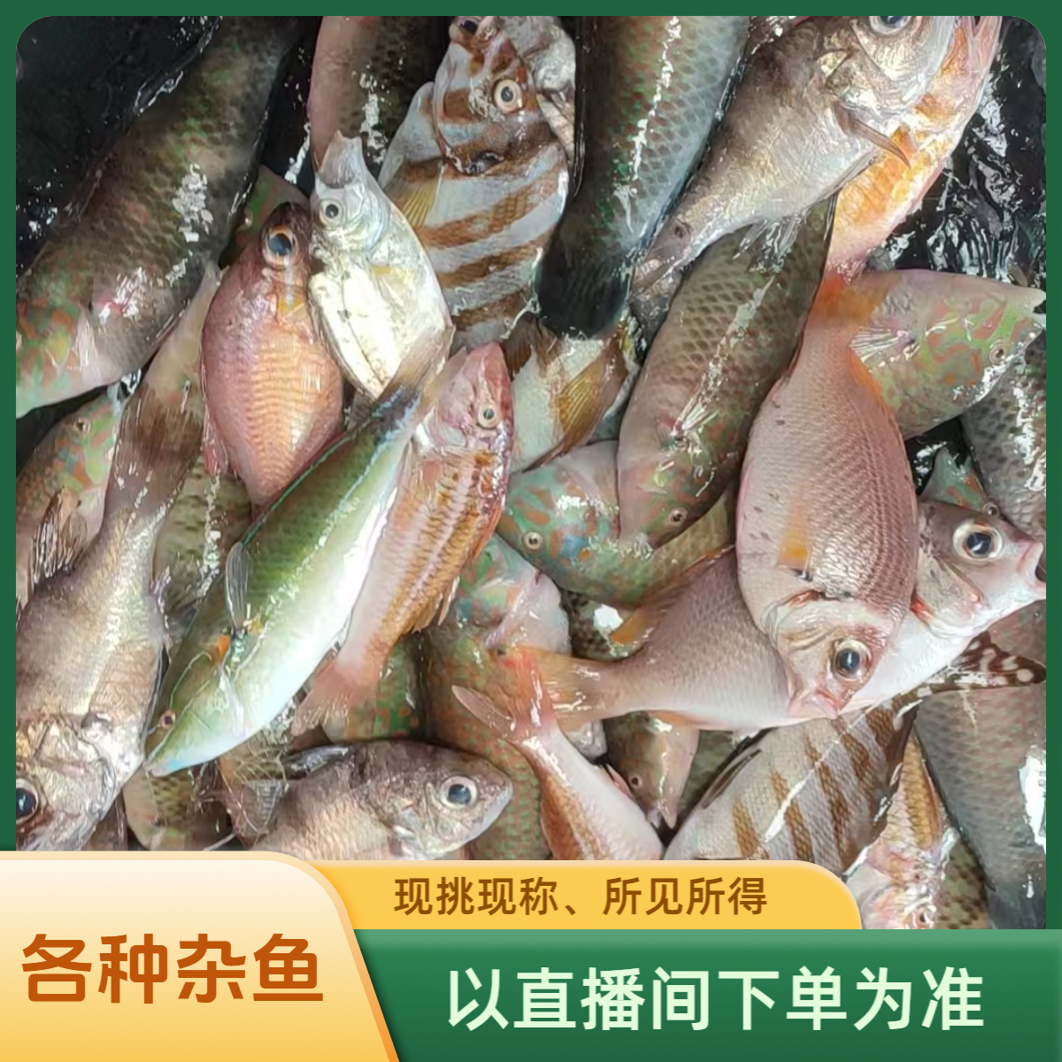 直播3　现挑现称各种杂鱼1-30斤以直播讲解为准