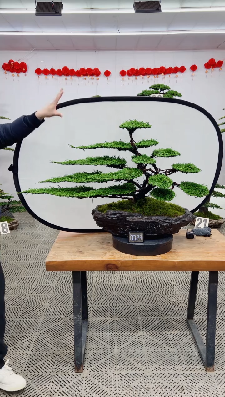 【闪购商品】盆景盆景