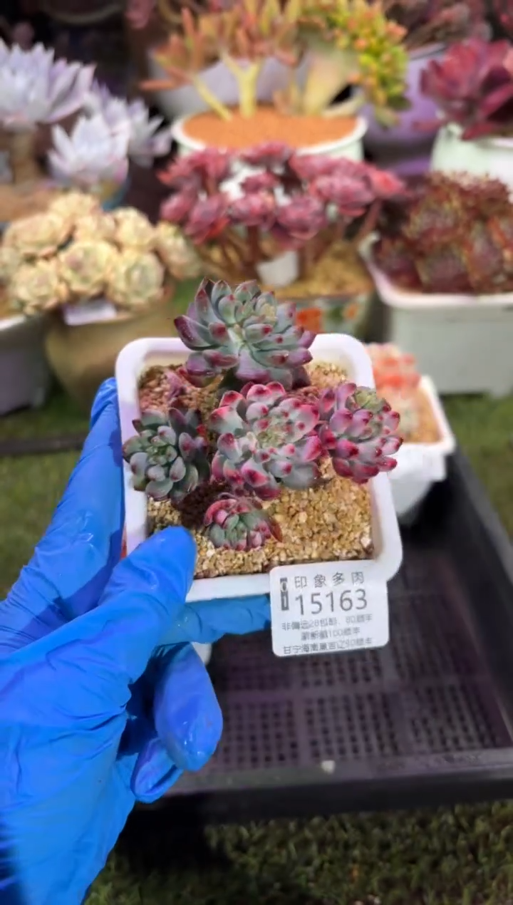 【闪购商品】15163