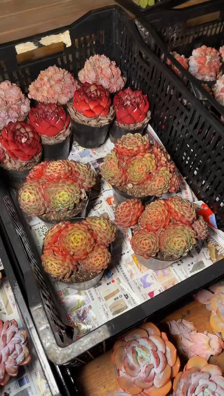 120#5头起白胖子群（11-14cm）脱土