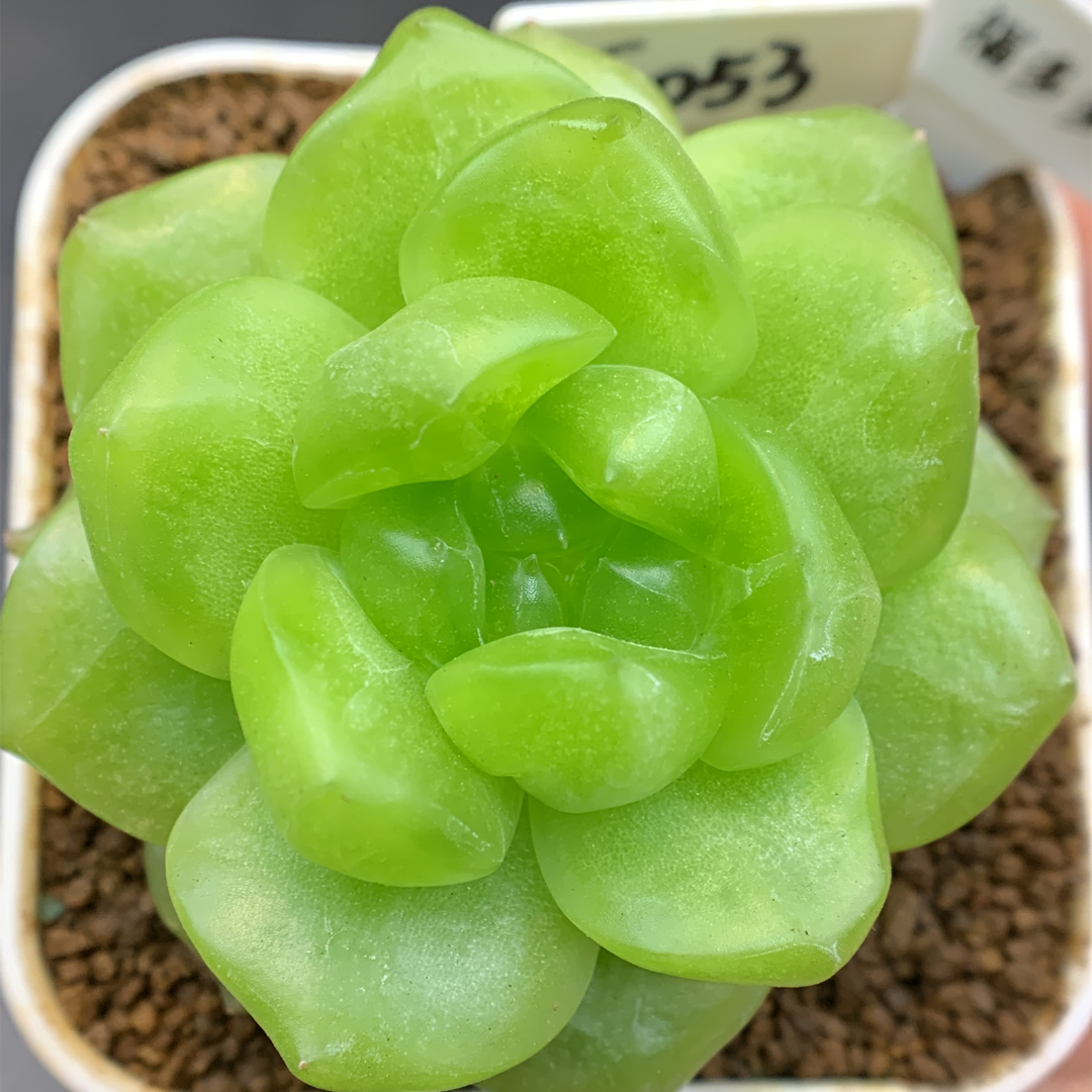 十三号链接 混繁叶插小遥遥  框拍 6/17 周二 讲解点击封面图