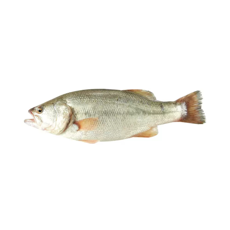 【鲜活】鲈鱼 约450g-500g/份(现宰/刺少、先称后剖）