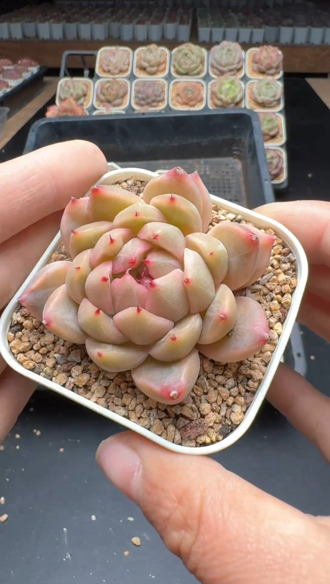 【闪购商品】060号一物一拍珍妮多肉花卉植物3颗起发