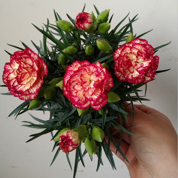 开花庭院室内花卉不断花苞好养带四季康乃馨阳台盆栽花苗绿植鲜花