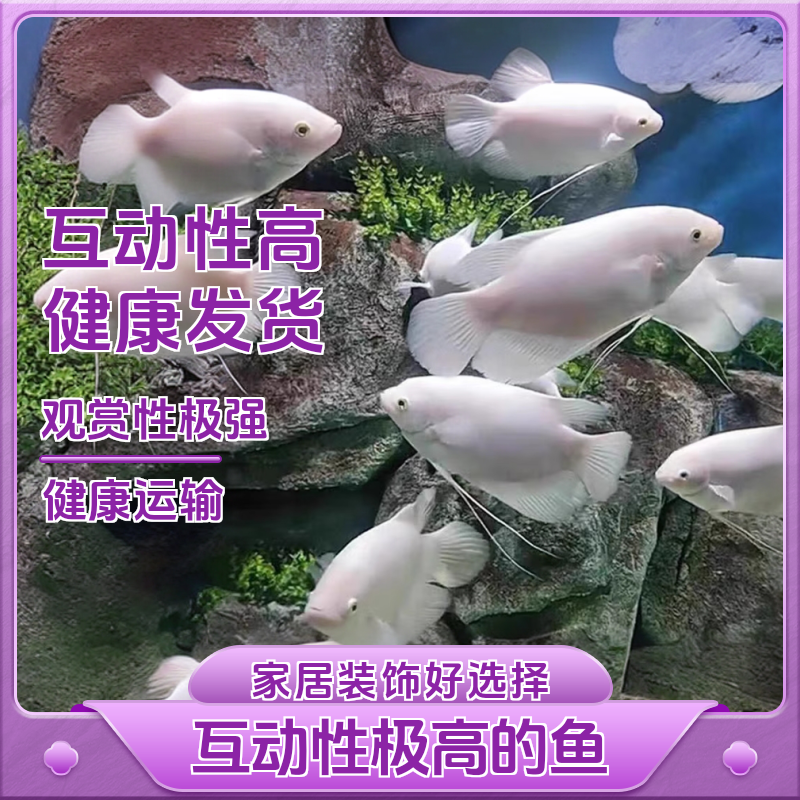 红眼招财鱼红尾招财鱼梅花招财鱼风水鱼战船热带鱼鹦鹉鱼白色