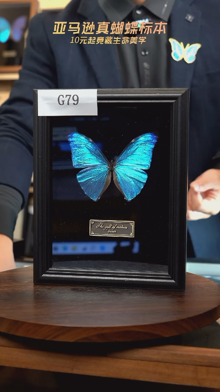 蝴蝶标本摆件竞拍安东尼斯闪蝶标本g79