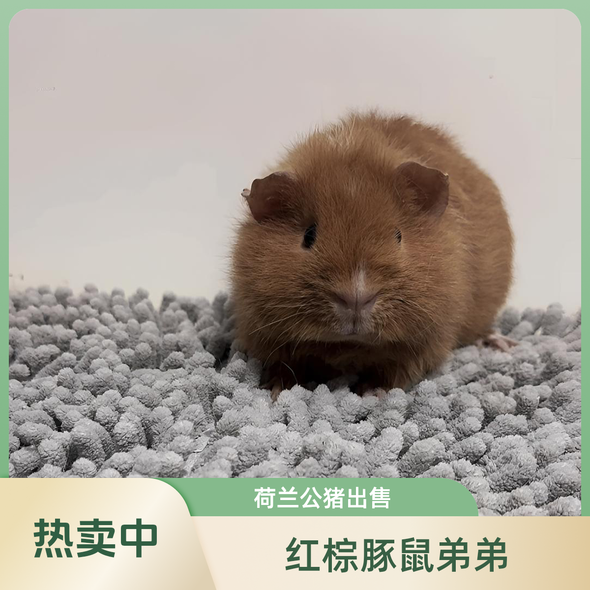 红棕美泰荷兰猪豚鼠弟弟无瑕京东包邮