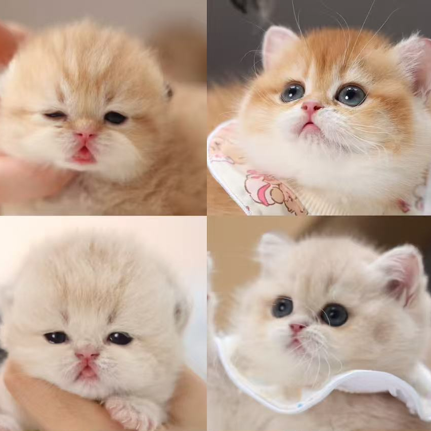 江苏花花家宠物猫猫活体通用链接金渐层德文猫咪矮脚猫