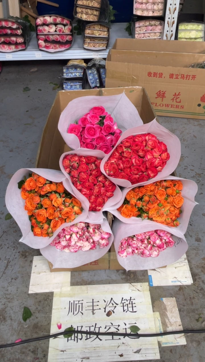折射10枝+橙色芭比10枝+爱丽丝10枝+苏菲10枝