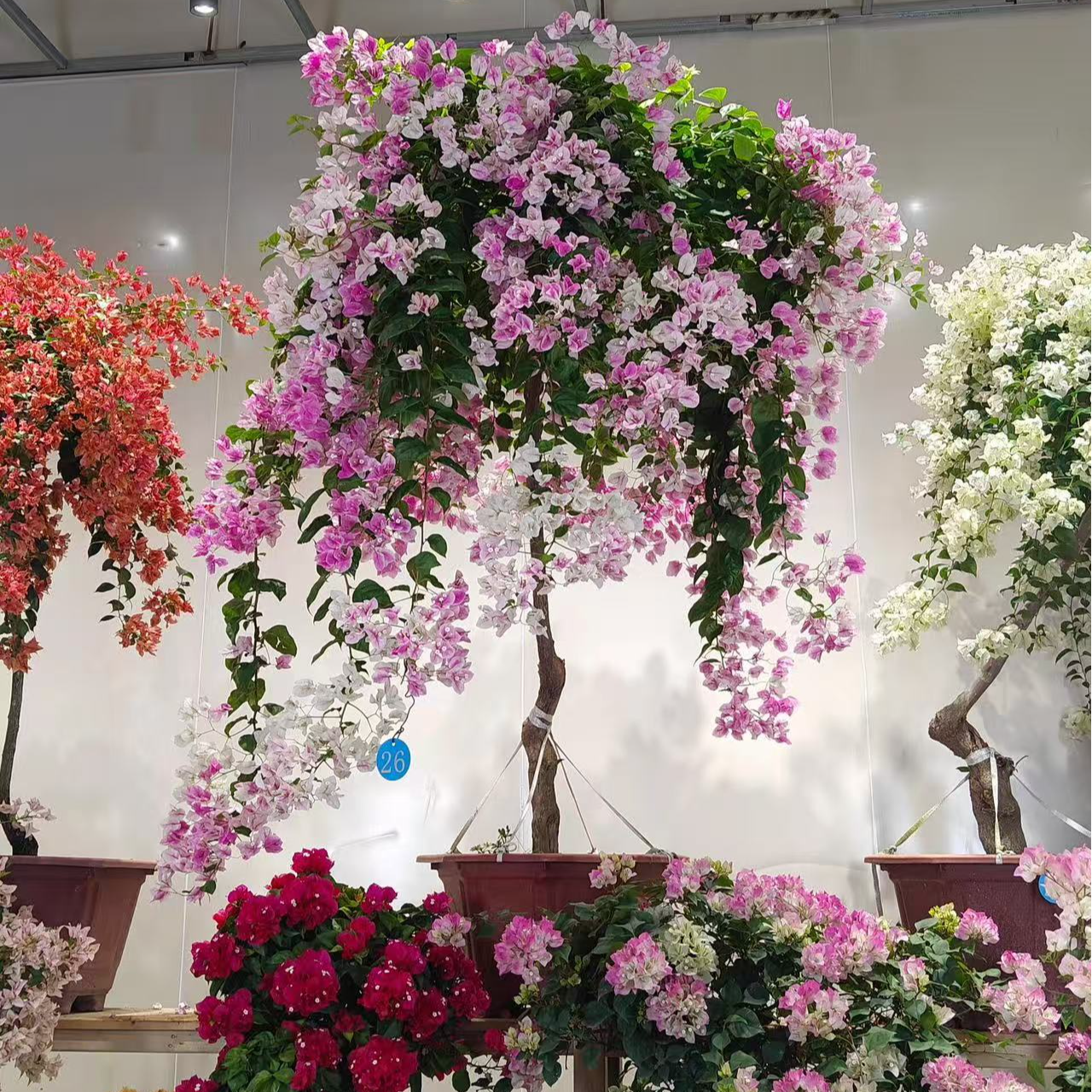 漳红樱花园造景爆花场景