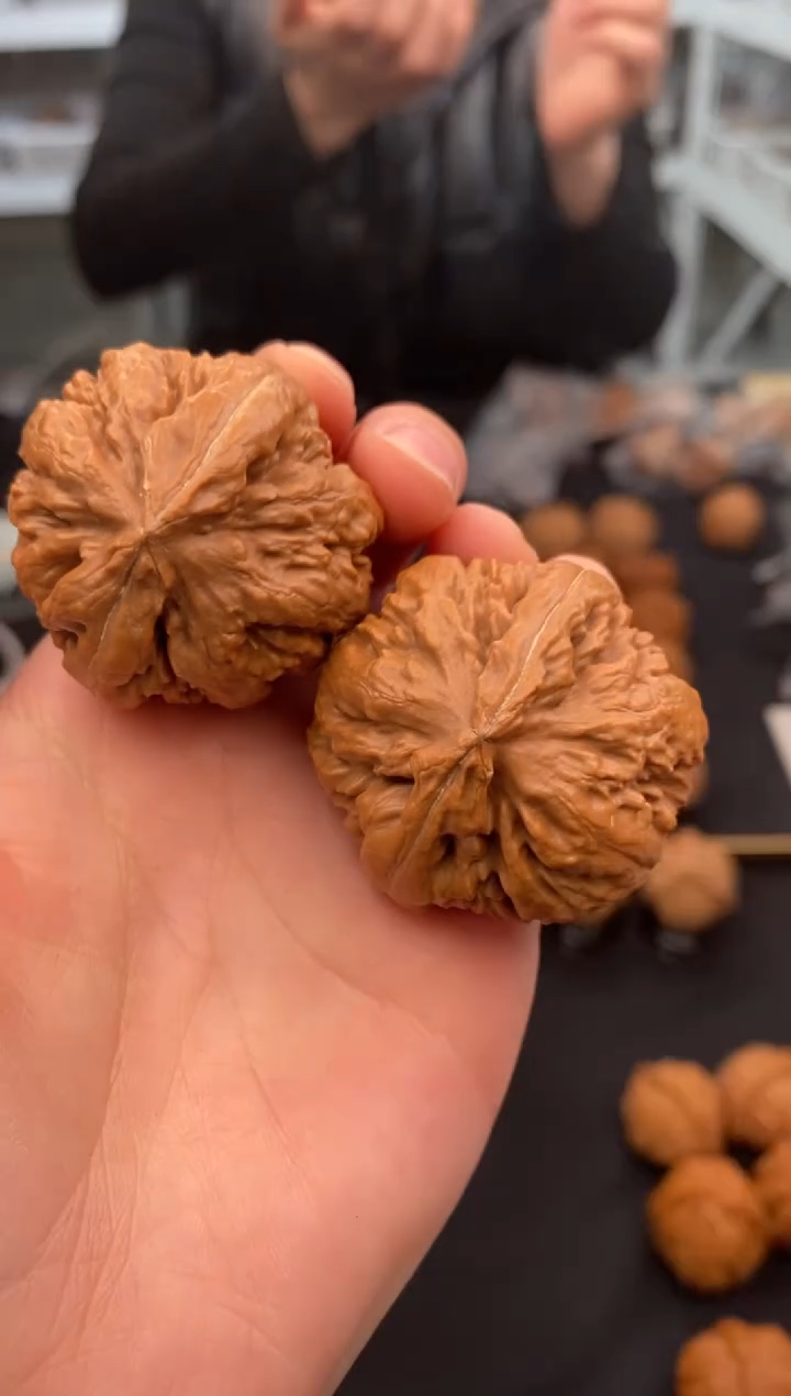 【闪购商品】文玩核桃把件霸王龙40-u211