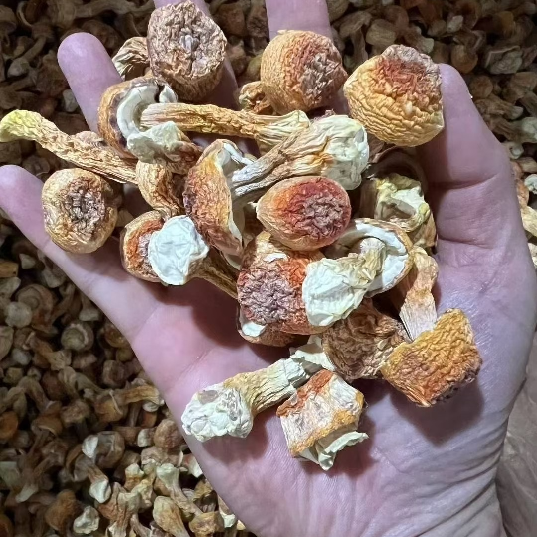 【肖婆专属】云南特产姬松茸
