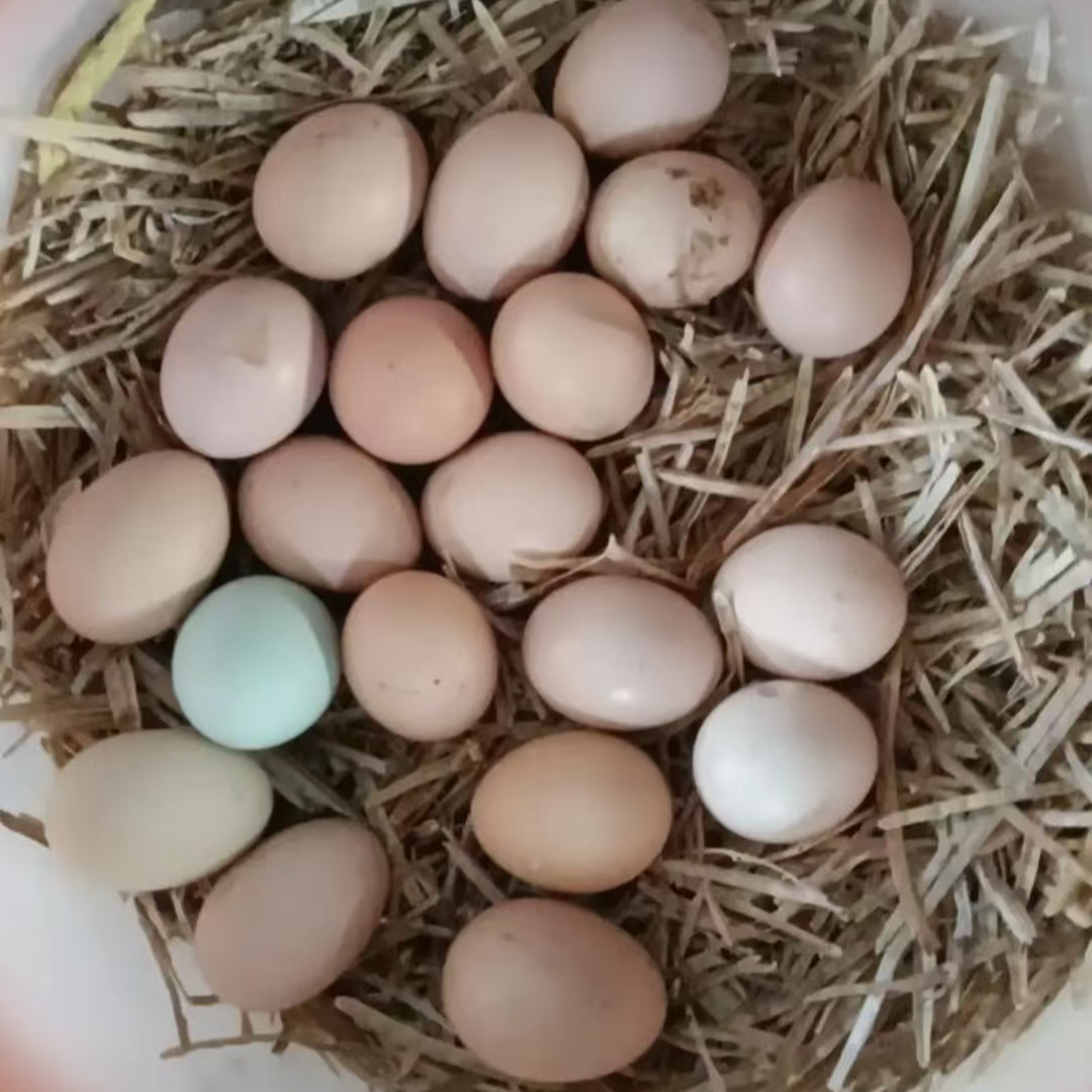 正宗农家散养土鸡蛋与乌鸡蛋混合装新鲜健康