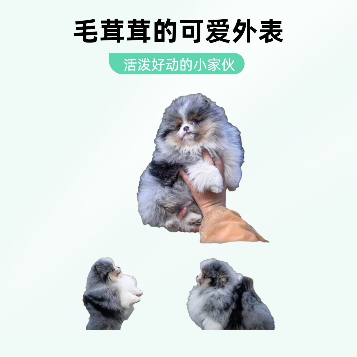 沙漠骆驼159李恒异色博美奶油色咖啡小体异色博美