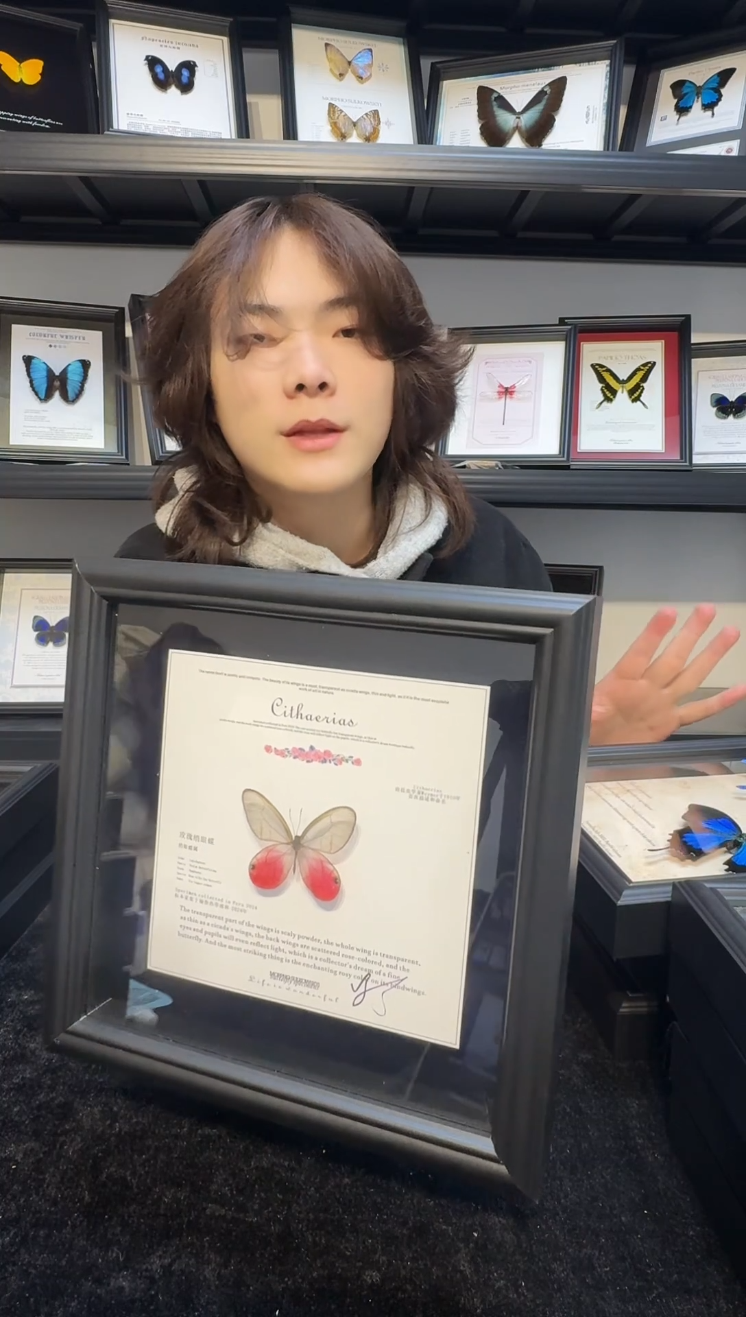 玻璃真实蝴蝶标本