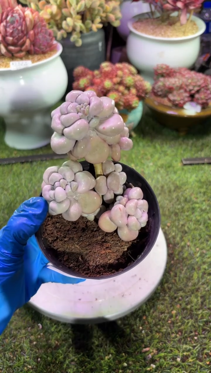 【闪购商品】05299