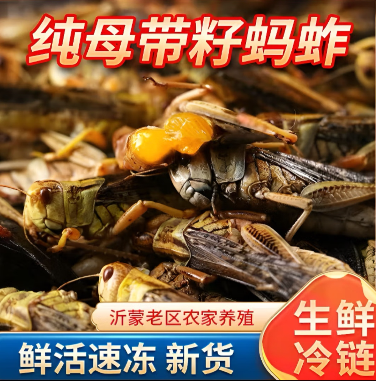 新鲜蚂蚱蚱蜢冷冻纯母带籽满黄去翅食用昆虫顺丰包邮东亚飞蝗