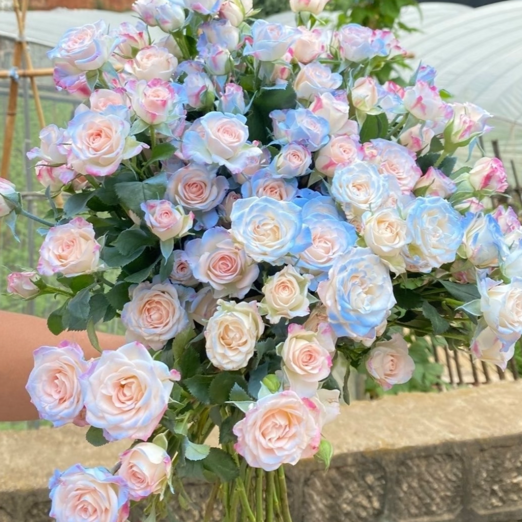 z碎冰蓝多头泡泡玫瑰 【三单升级京东或顺丰】 云南基地直发