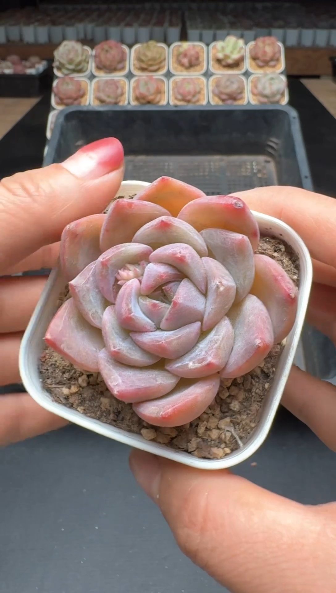 【闪购商品】032A号一物一拍多肉花卉植物拍3颗起发