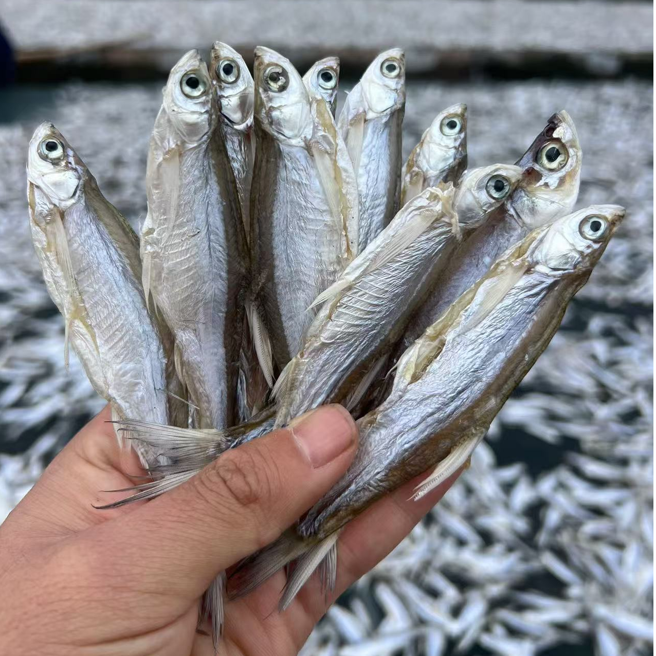 金东严选 瓦埠湖淡水河鱼刁子鱼小号翘嘴晒干咸鱼干新鲜500g推荐