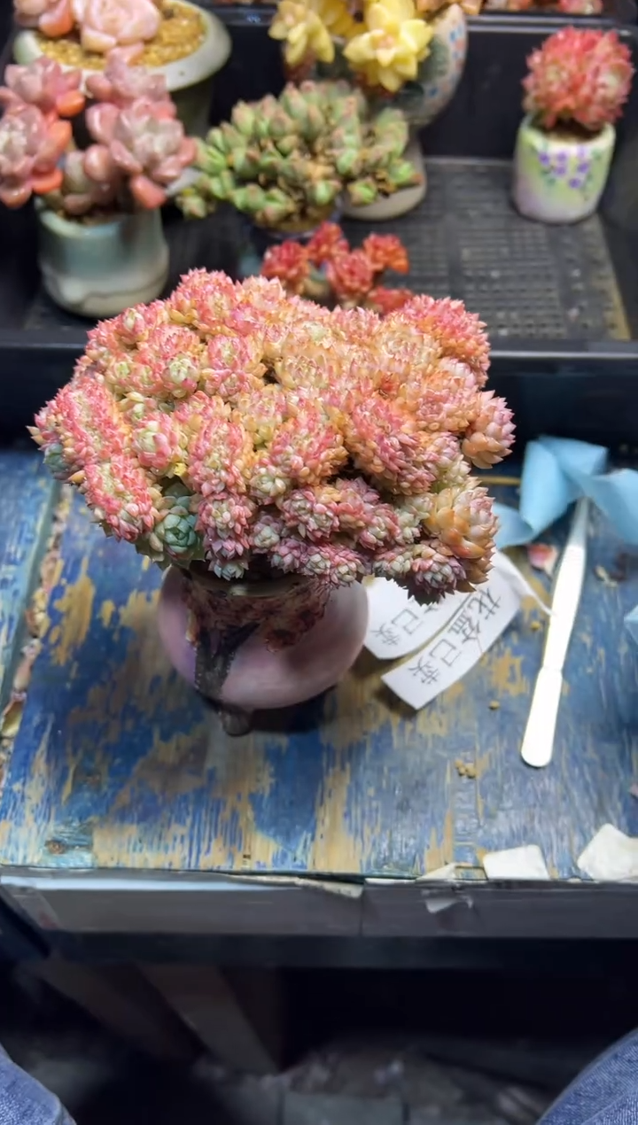 小****菇188                 不带盆