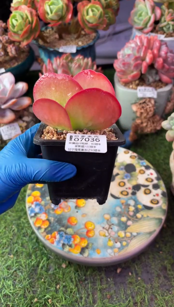 昆明印象多肉07036