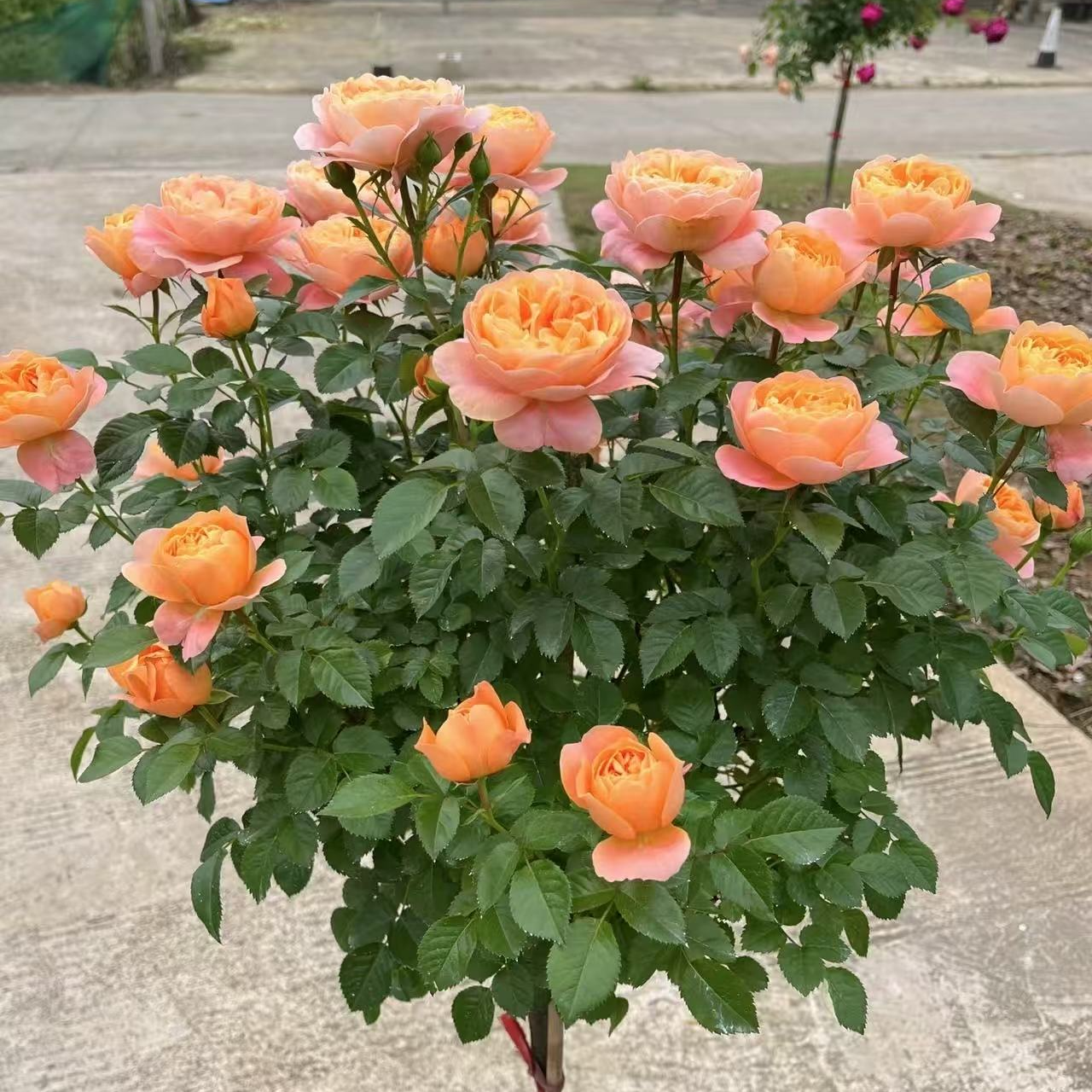 【新店开业】棒棒糖月季花苗庭院绿植四季开花盆栽花卉