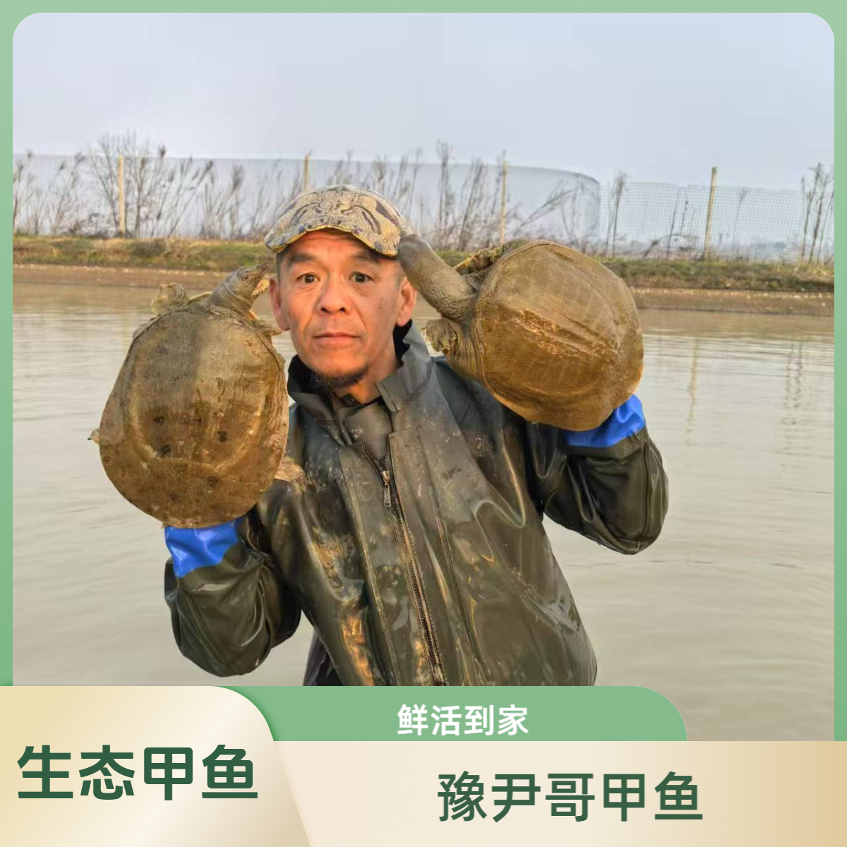 豫尹哥水库放养甲鱼，大甲鱼，团鱼，鲜活到家（一物一拍）