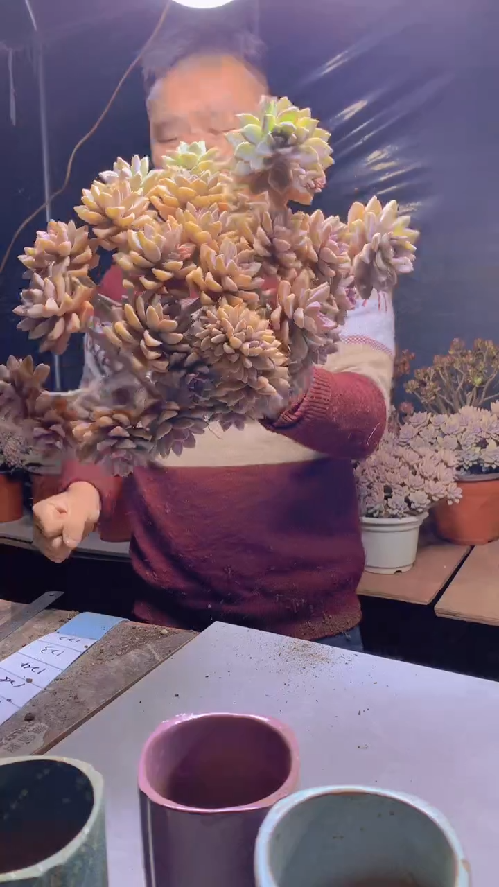 【闪购商品】缀化122