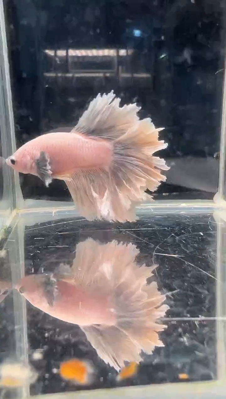 斗鱼斗鱼绣球大耳朵斗鱼