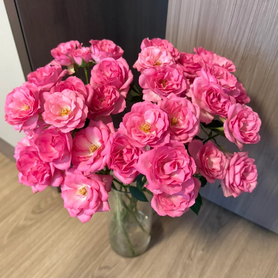 【大聪明卖花】粉莲花多头玫瑰-任意两单鲜花升级快递-元旦福利