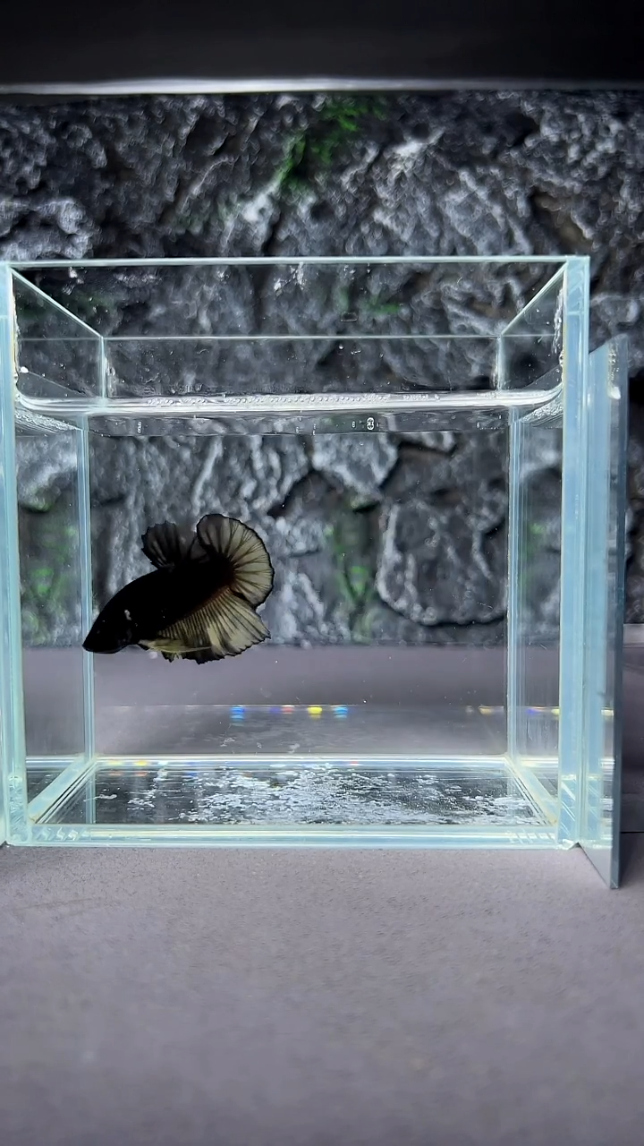 斗鱼竞拍链接A066