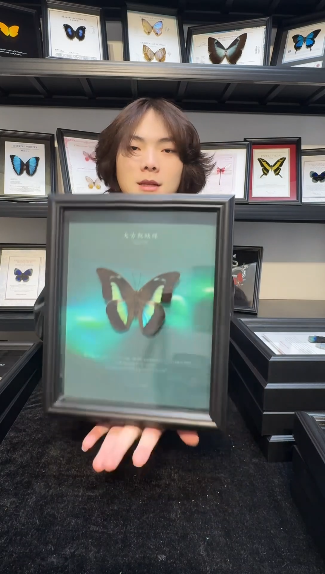 玻璃真实蝴蝶标本