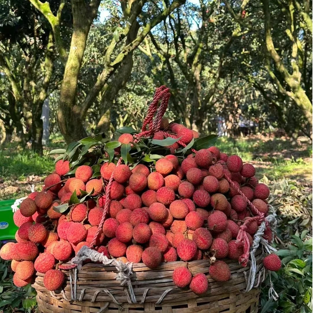【现货｜明日必达】 灵山百年老树荔枝 新鲜荔枝果园现摘 精品大果单果16g起 包邮全国仓发 坏果包赔｜不正宗包赔