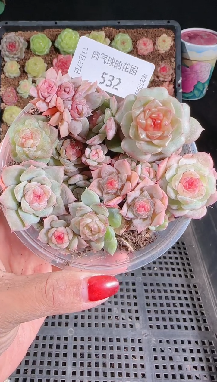 1127-532切糕群生不包整