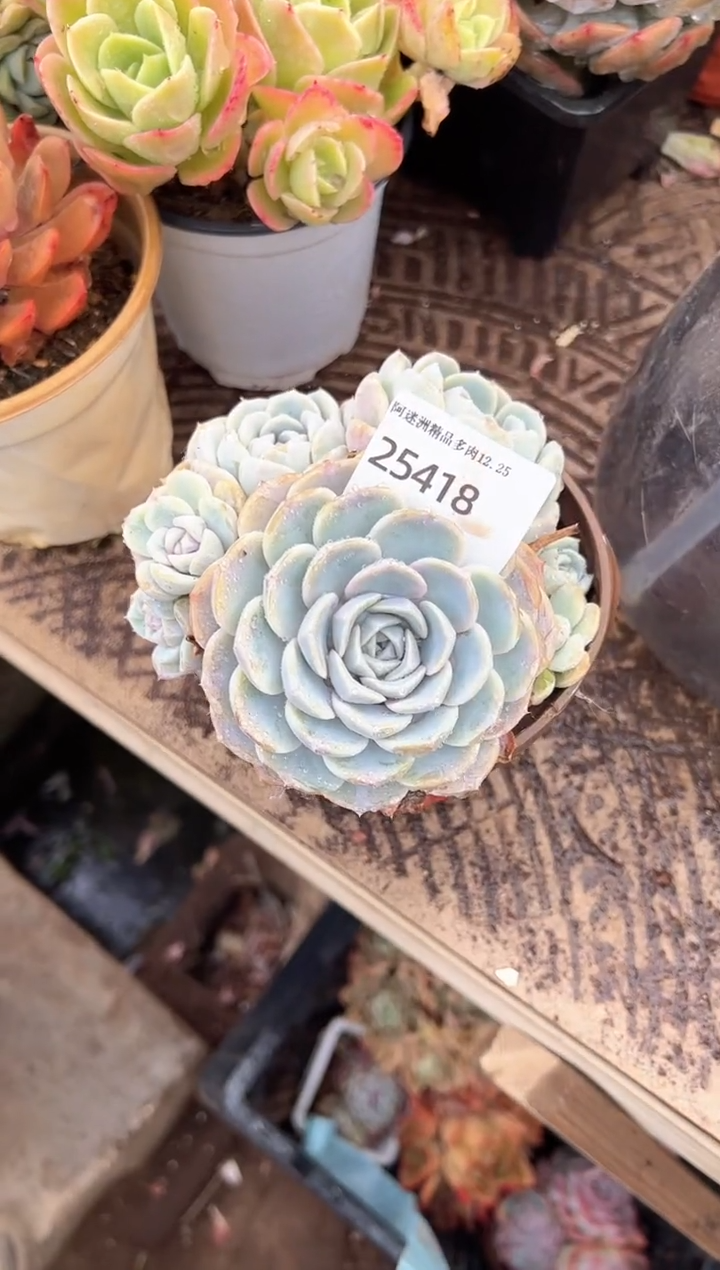 春**里多肉植物一物一拍25418