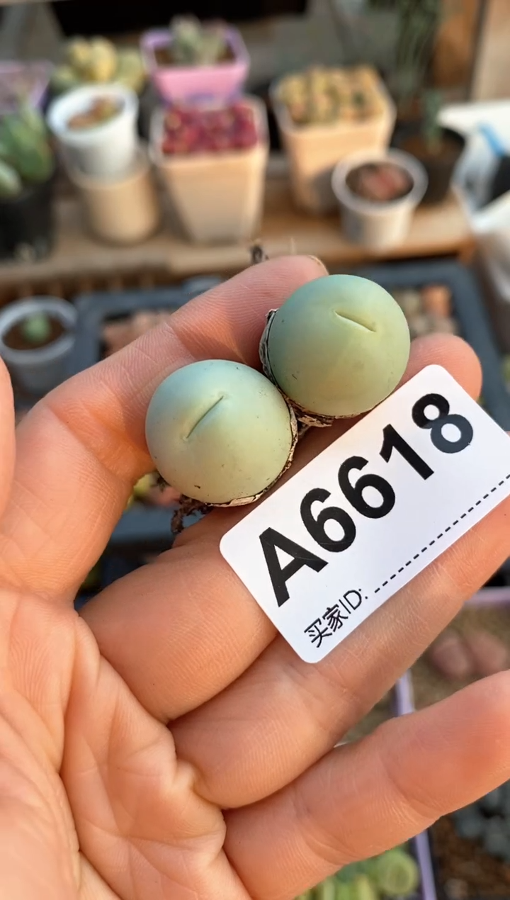 【闪购商品】6618直播一物一拍